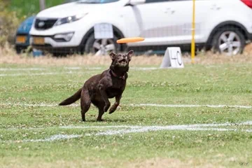 מקצה ה toss&fetch בספורט הפריזבי לכלבים