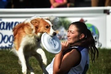 שיעורי פריזבי לכלבים - תרגילי חובה בתחרות ה - USDDN